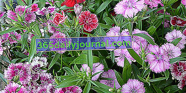 Karafiát (Dianthus), různé barvy květin po celé léto