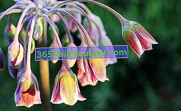 Български чесън (Nectaroscordum siculum), цветни сенници в висящи камбани