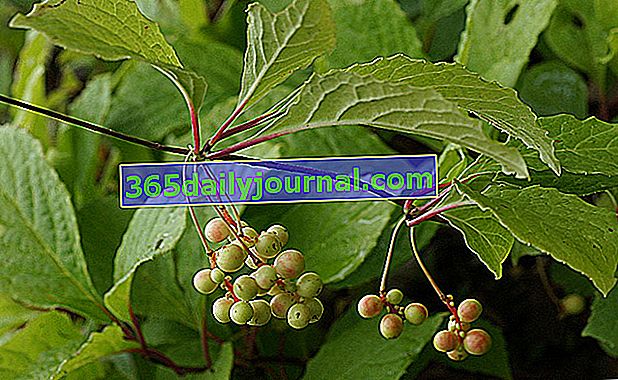 Kitajski šisander (Schisandra chinensis), jagodičje s 5 okusi