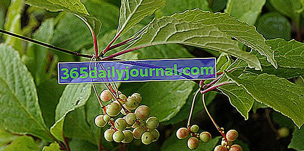 Kitajski šisander (Schisandra chinensis), jagodičje s 5 okusi