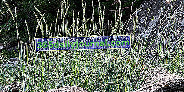 Azurna pšenica (Leymus arenarius), peščena rž