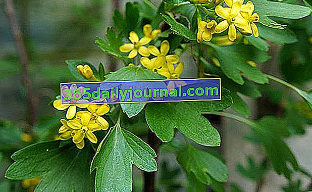 Zlatý rybíz (Ribes odoratum) nebo voňavý rybíz