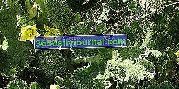 Магарешка краставица (Ecballium elaterium), катапултно растение