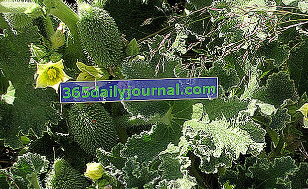 Somárska uhorka (Ecballium elaterium), rastlina katapultu