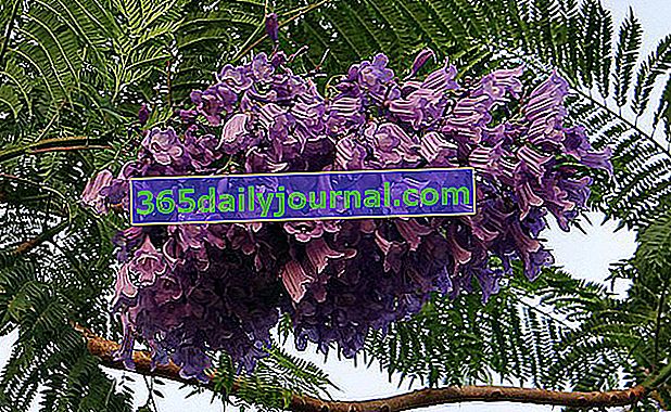Jacaranda (Jacaranda mimosifolia), modrý nádherný strom