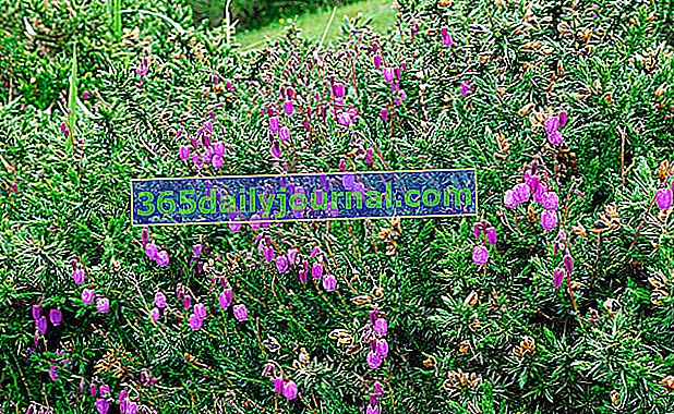 Brezo de Saint-Daboec (Daboecia cantabrica), brezo irlandés