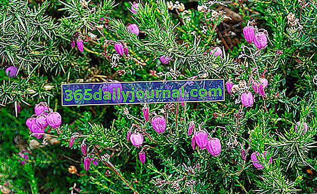 Brezo de Saint-Daboec (Daboecia cantabrica), brezo irlandés