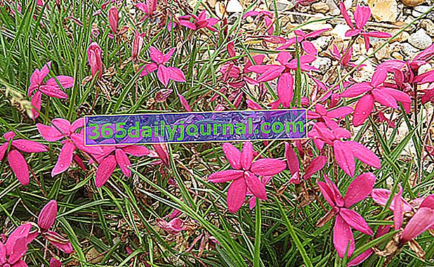 Rhodohypoxis, planta perenne que cubre el suelo con flores planas sin corazón