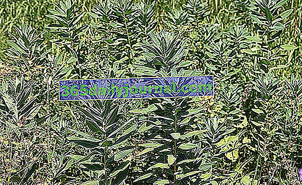 Espuela común (Euphorbia characias)