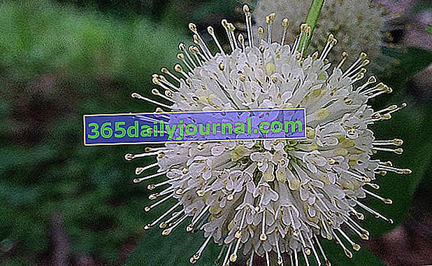 Budwood (Cephalanthus occidentalis), kvety v špicatých pomponoch