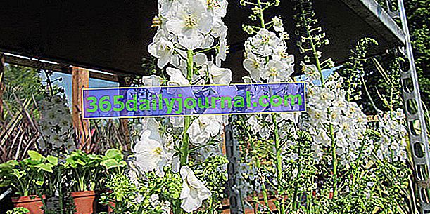 Uzgajani divizam (Verbascum x hybridum), hiper od bijele juhe