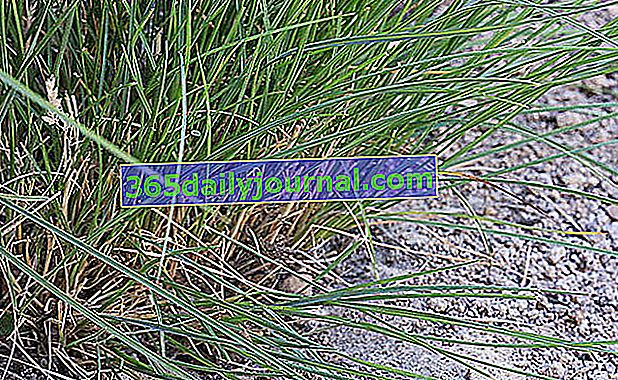  Кентуккі блакитна трава (Poa pratensis)