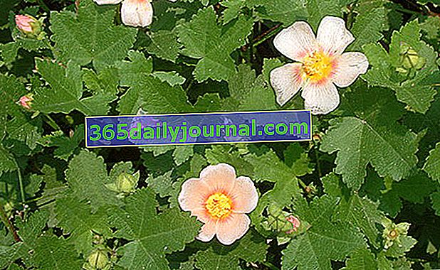 Malvastrum (Malvastrum lateritium), půdopokryvná květina s broskvovými květy