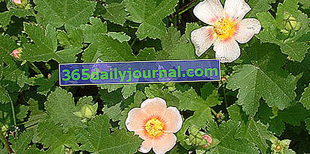 Мальваструм (Malvastrum Lateritium), почвопокровное с цветками персика