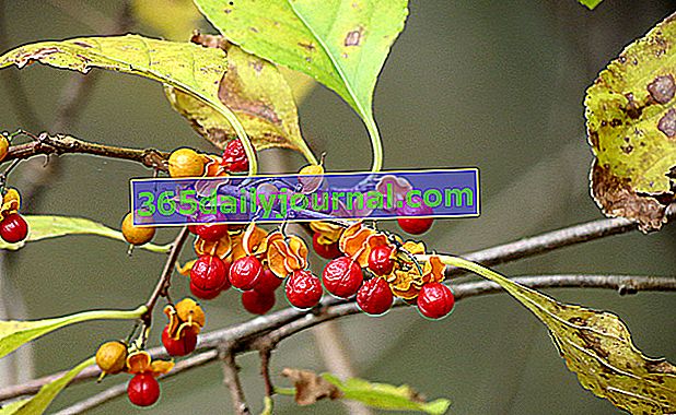 Kata stromu (Celastrus orbiculatus) alebo celastre