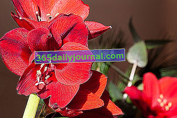 Červená amaryllis