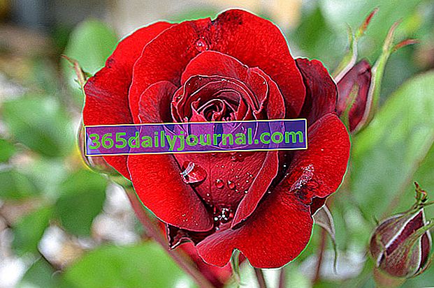 crvena ruža