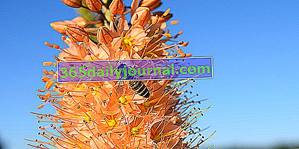 Fox ocas lilie (Eremurus spp.) Nebo stepní lilie