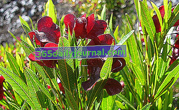 slizký dodonea (Dodonaea viscosa) 
