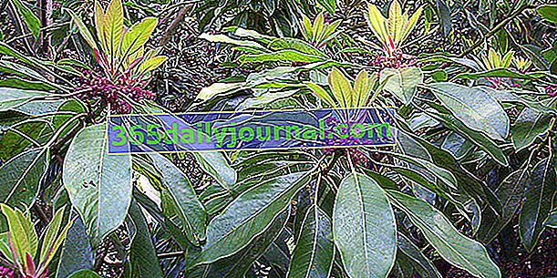 Daphniphyllum macropodum, koji podsjeća na rododendron