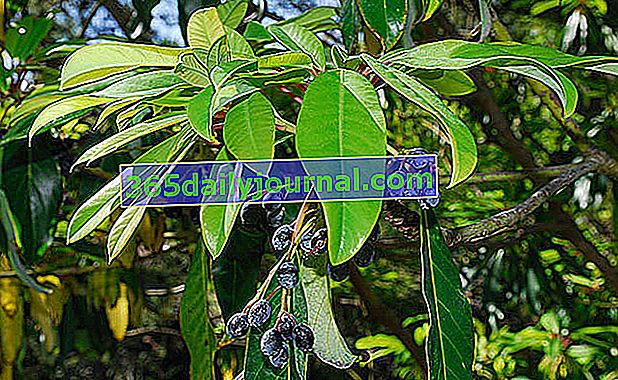 Daphniphyllum macropodum'un dekoratif meyveleri