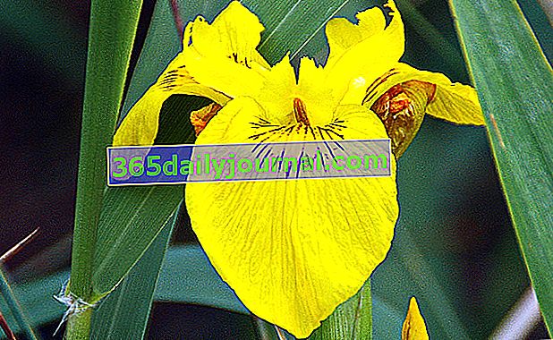 flor de iris de pantano