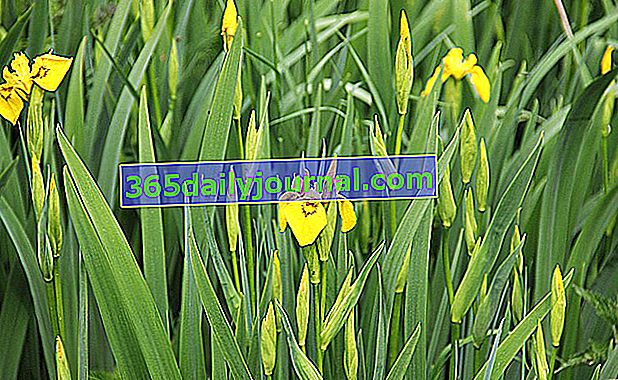 iris de pantano con flores amarillas