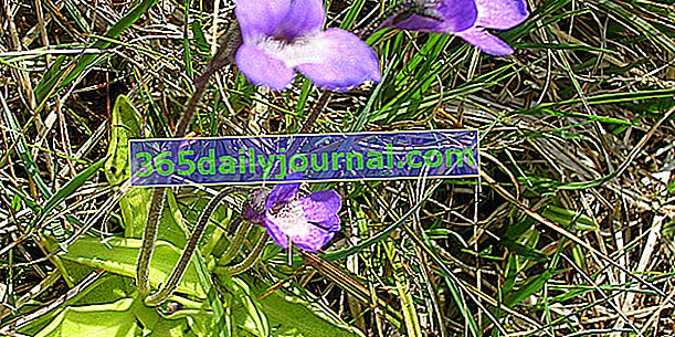 Обикновена трева (Pinguicula vulgaris), гад на виолетово