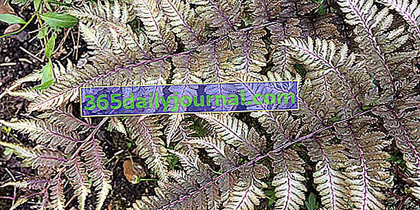 Japonska praprot (Athyrium niponicum), zeleno-siva in vijolična