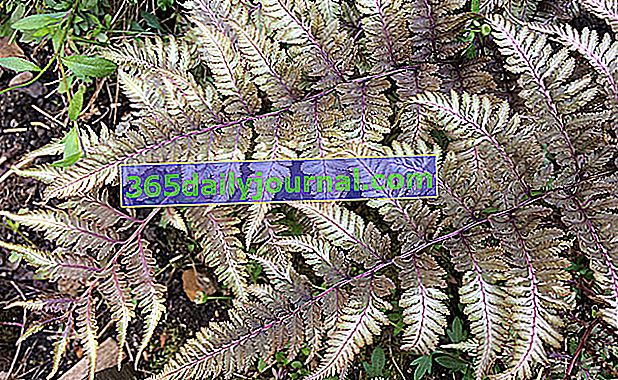 Japonská kapradina (Athyrium niponicum), zelenošedá a fialová