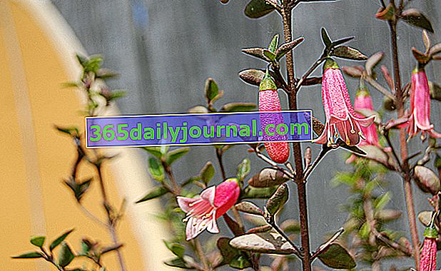 Australská fuchsie (Correa pulchella), zimní kvetení