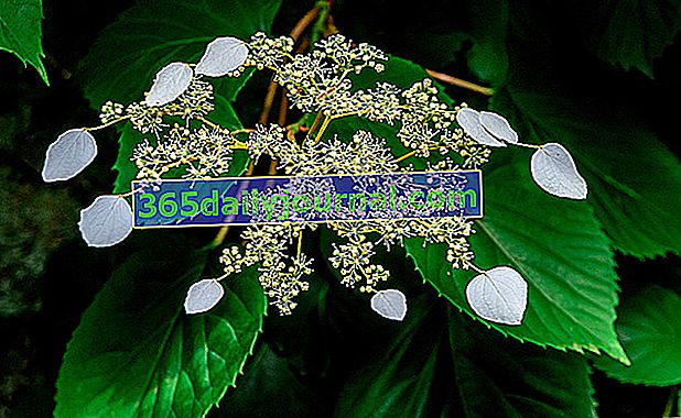Hortensia trepadora falsa (Schizophragma hydrangeoides), para dar sombra