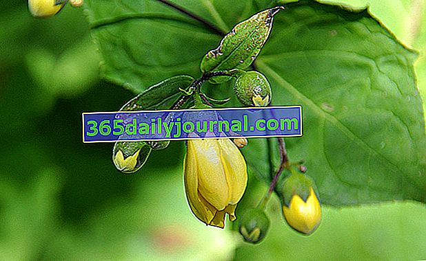 Voščeni cvet (Kirengeshoma palmata), trajnica vresne zemlje