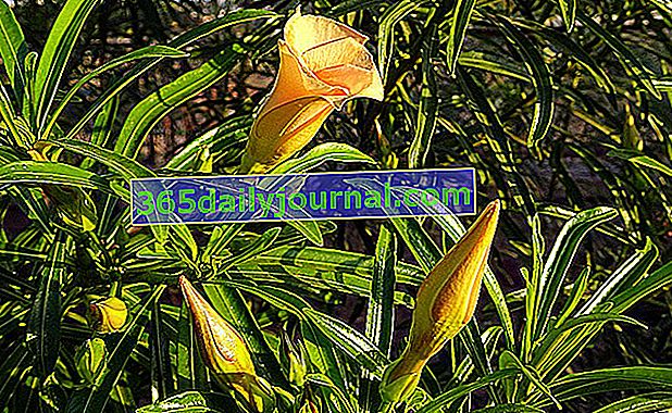 Perulu Thevetia (Thevetia peruviana) veya sarı defne