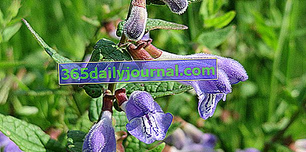 Přilba lebky (Scutellaria scordifolia) nebo velká čepice