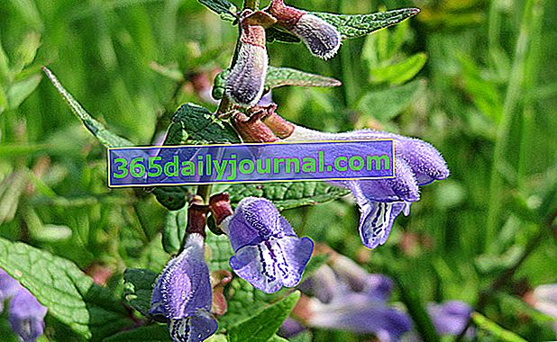 Scutellaria scordifolia bilabiate květina