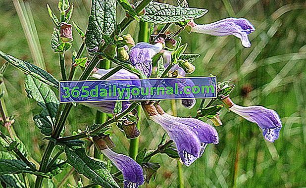 La escutelaria con casco (Scutellaria scordifolia syn. Scutellaria galericulata),