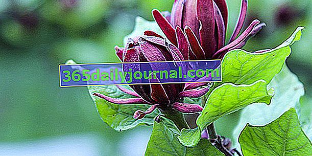 Kalikantus (Calycanthus floridus), stablo anemone