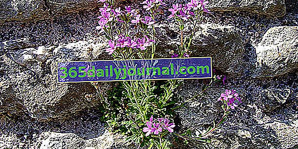 Alpska Erina (Erinus alpinus) za vrtove s hladnim podnebjem