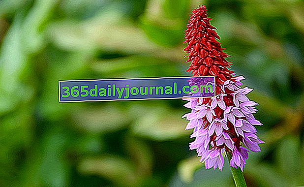 Блатна иглика (Primula vialii), иглика на отец Виал