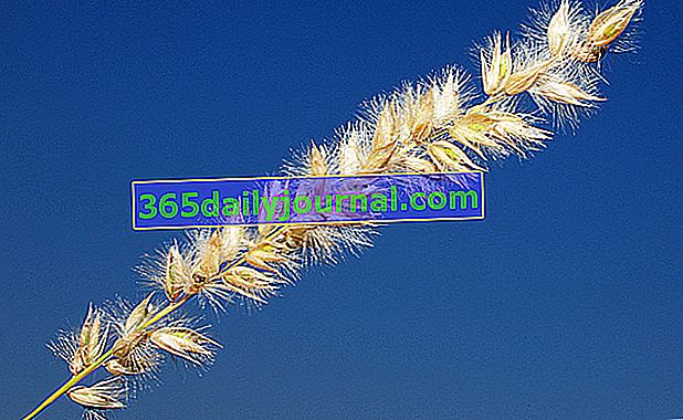 Melica ciliata (Melica ciliata), trava s puhastim klasovima