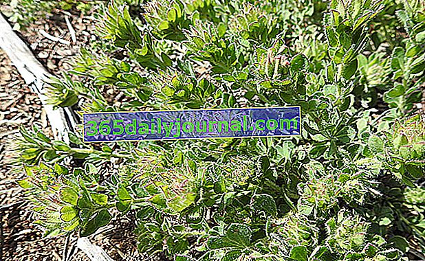 hrta (Dorycnium hirsutum) ili pokrivač tla bonjeanie