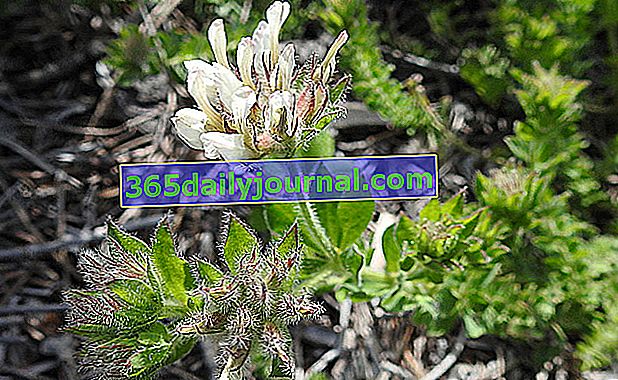 цвете на хрътки зъби (Dorycnium hirsutum) 