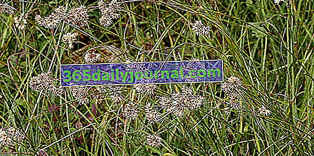 Luzule (Luzula), una hierba perenne ornamental