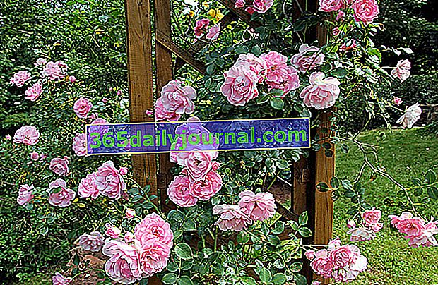Ruže penjačice s ružičastim cvjetovima