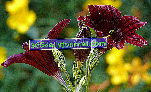 Salpiglossis s promjenjivim cvjetovima (Salpiglossis sinuata)