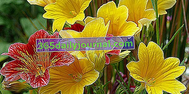 Salpiglossis o zmiennych kwiatach (Salpiglossis sinuata)