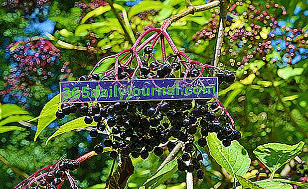 Arbusto de saúco negro (Sambucus nigra) en el jardín
