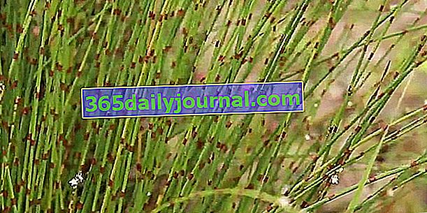 Шотландски възли (Persicaria scoparium), фалшив хвощ