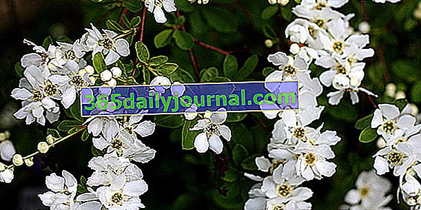 Biserni grm (Exochorda), spomladi prekrit s cvetjem